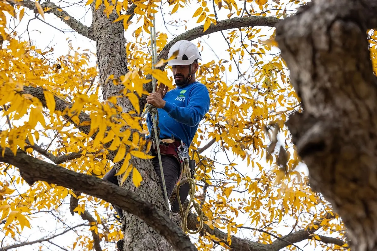 Skilled Dead Tree Removal crew working in Leslie